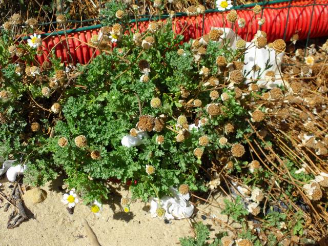 Anthemis secundiramea / Camomilla di Pantelleria